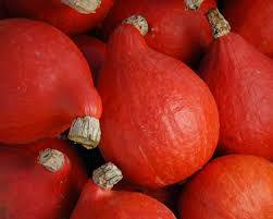 Red Kuri Squash Seeds | Heirloom Winter Squash | Non-GMO, Pest-Resistant, Sweet & Rich Flavor, Cucurbita maxima