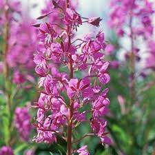 Fireweed Seeds 30mg, Chamaenerion angustifolium, Wildflower for Gardening, Pollinator-Friendly, Meadow, Naturalized Landscape