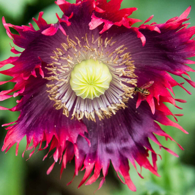 1000 Seeds Poppy Drama Queen Breadseed Red Purple Flowers Frilled Edges Ornamental Edible Garden Plant