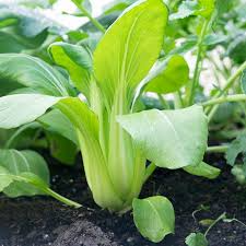 Pak Choi Bok Choi Taisai Seeds - Brassica rapa Heirloom Asian Green for Gardening & Culinary Use, 350 Seeds