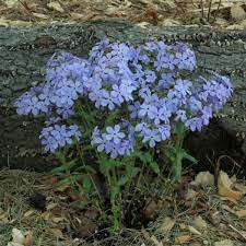 Wild Sweet William Phlox Seeds - Native Lavender-Purple Blooms - Shade-Tolerant Perennial - Phlox divaricata - Pollinator-Friendly