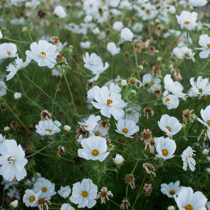 200+ Psyche White Cosmos Seeds – Frilly Double White Blooms for Garden, Cottage-Style Annuals, Pollinator-Friendly, Cosmos bipinnatus
