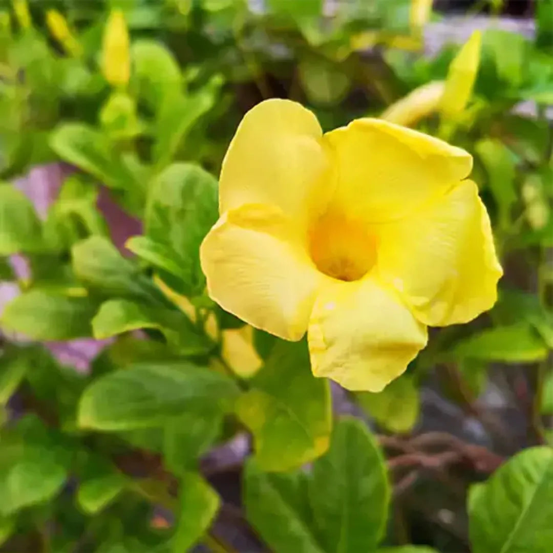 Yellow Allamanda Bare Root Starter Plant - Perennial Tropical Vine with Bright Yellow Trumpet Flowers