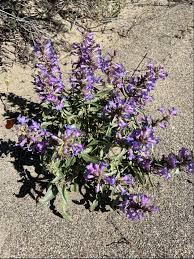 100mg Penstemon Acuminatus Seeds | Sharpleaf Penstemon | Drought-Tolerant Native Wildflower for Pollinator Gardens
