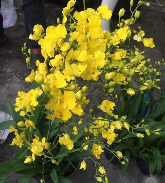 Onc. Gower Ramsey Orchid Seedling – Potted Yellow Live Orchid for Indoor & Outdoor, Child & Pet Safe, Subtropical Plant