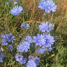 Chicory Seeds 300 Pack – Cichorium intybus Heirloom Vegetable & Coffee Substitute for Salads & Pollinator Gardens