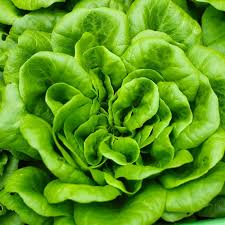 Bibb Butterhead Lettuce Seeds 1g | Lactuca sativa Heirloom Non-GMO Tender Compact Greens