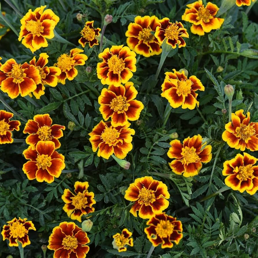 French Marigold Seeds (Tagetes patula) - 25 Seeds for Bright, Hardy Garden Blooms