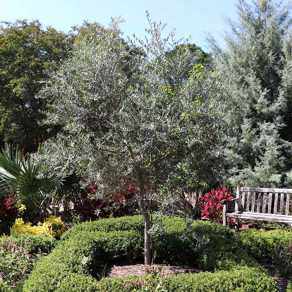 Olive Tree Starter Plant 5-6" Arbequina Olea europaea Drought Tolerant for Garden & Container