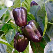 Purple Beauty Pepper Seeds – Capsicum annuum, Sweet Bell, Vibrant Purple, Non-GMO, High Yield, Compact Growth