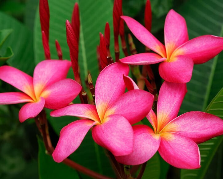 Mexican Red Plumeria Seeds | Fragrant Tropical Flowers | Plumeria rubra | Hummingbird & Butterfly Attractor