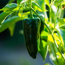 15 Seeds Ancho Poblano Pepper, Capsicum Annuum, Mildly Spicy, Versatile Chili for Cooking, Roasting, Stuffing