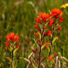 50 Seeds Indian Paintbrush Castilleja coccinea - Vibrant Wildflower, Native Perennial, Pollinator-Friendly, Non-GMO Seeds