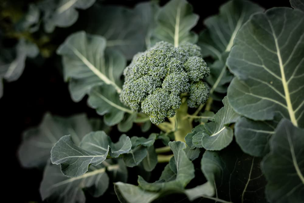 300 Seeds Broccoli Dicicco Brassica oleracea Heirloom Vegetable Seeds for Gardening & Harvesting