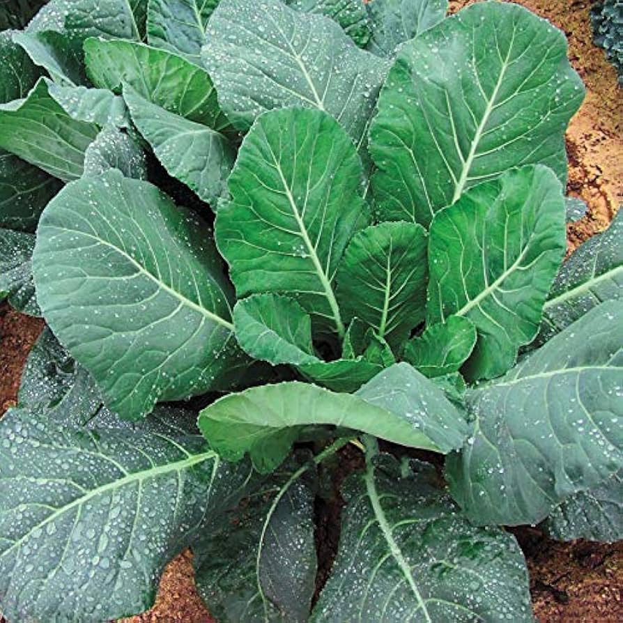Collards Champion Seeds 1g | Heirloom Brassica oleracea Green Leafy Greens for Gardens & Containers