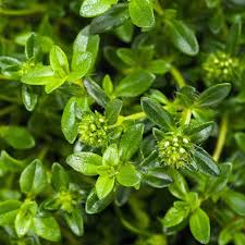 Summer Savory Herb Seeds 1g Satureja hortensis Aromatic Annual Non-GMO Heirloom Culinary Herb