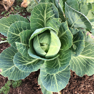 250 Seeds Cabbage Early Jersey Wakefield Brassica oleracea Heirloom for Planting & Gardening