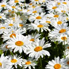 1000 Seeds Daisy Shasta Leucanthemum × superbum Perennial White Flowers for Borders & Pollinator Gardens
