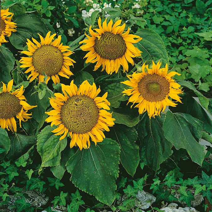 Sunspot Sunflower Seeds – Dwarf Variety with Large Yellow Blooms, Pollinator-Friendly Annual for Pots & Beds, Helianthus annuus