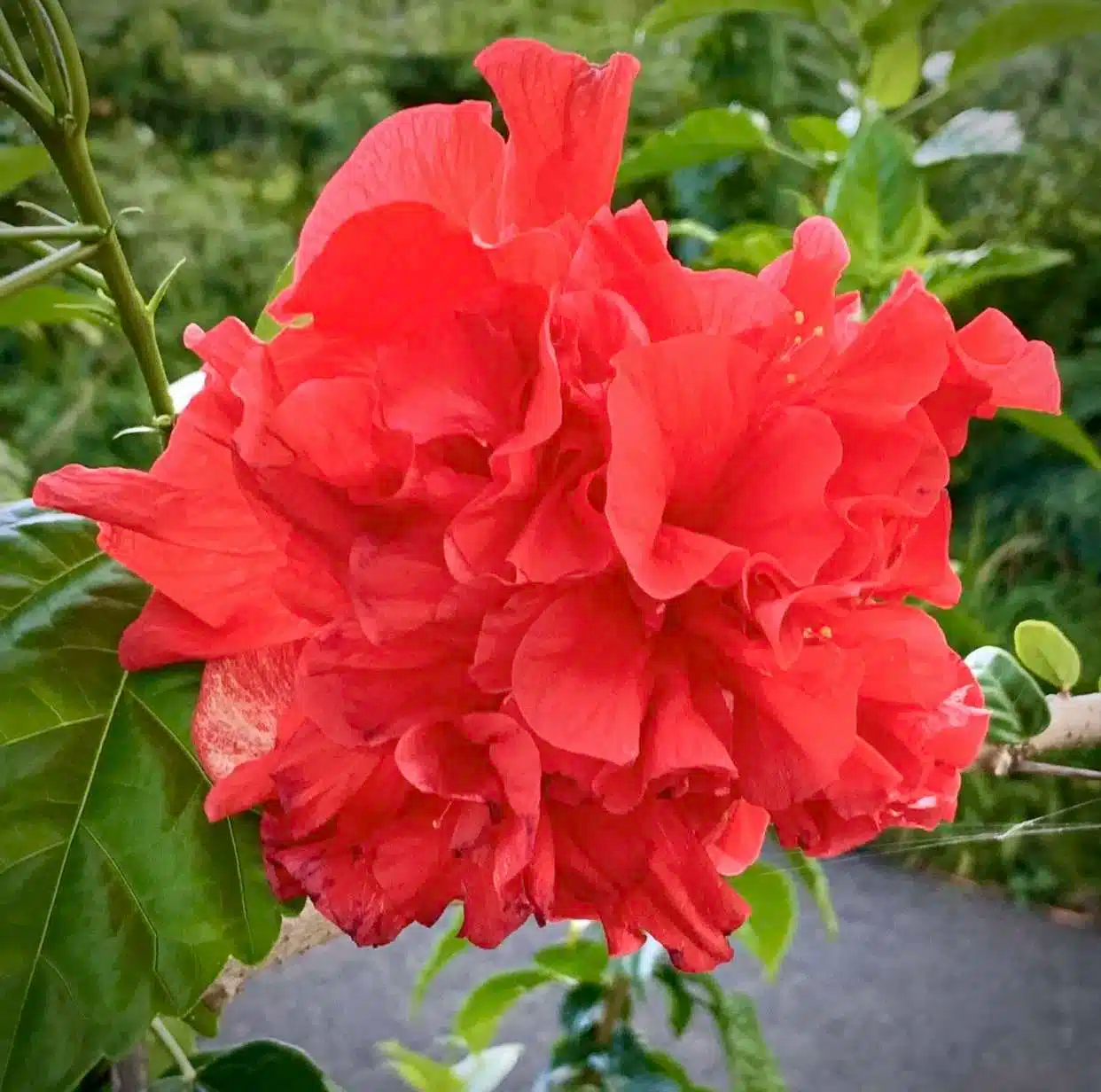 Japanese Carnation Starter Plant - Compact Fragrant Blooms, Dianthus chinensis, Easy-Care Border & Container Flower