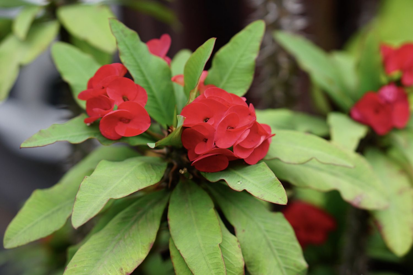 Thai Red Crown of Thorns Starter Plant - Euphorbia Milii, 5-7 Inches, Red Flowers, Drought-Tolerant, Indoor & Outdoor