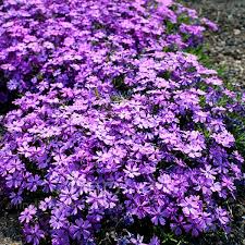 Purple Beauty Moss Phlox Seeds – Perennial Groundcover with Lavender-Purple Spring Blooms, 100+ Seeds, Phlox subulata for Borders & Slopes