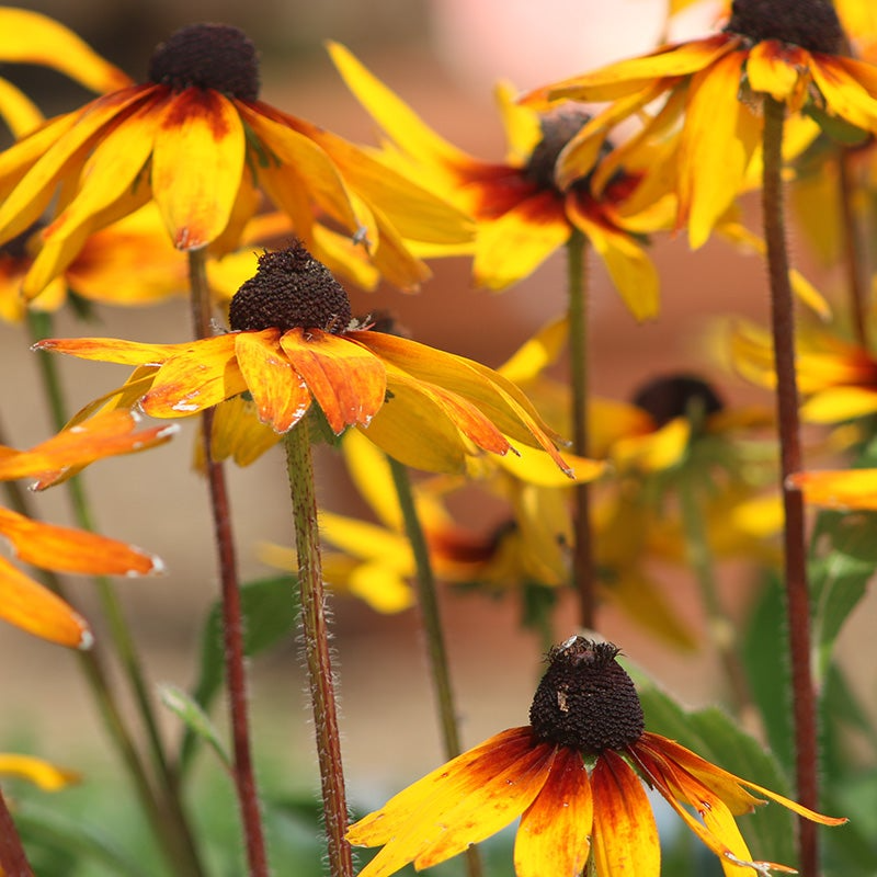 Gloriosa Daisy Seeds – Rudbeckia hirta – Bi-Color Blooms, Pollinator Friendly, Summer Wildflower, 300 Seeds