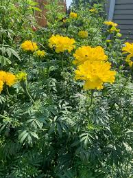 200 African Marigold Seeds - Tall Yellow Double Blooms | Tagetes erecta, Non-GMO, Pollinator Friendly, Beneficial Companion Plant