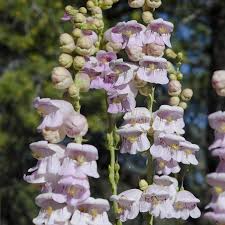 Penstemon Palmer's Seeds – Perennial, Hummingbird & Bee Friendly, Scented Flowers, Non-GMO, Long-Lasting Blooms