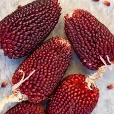 Strawberry Popcorn Corn Seeds - Heirloom, Non-GMO, 2-3" Red Ears, Edible Grain, 100 Days to Maturity, USDA Zones 2-10