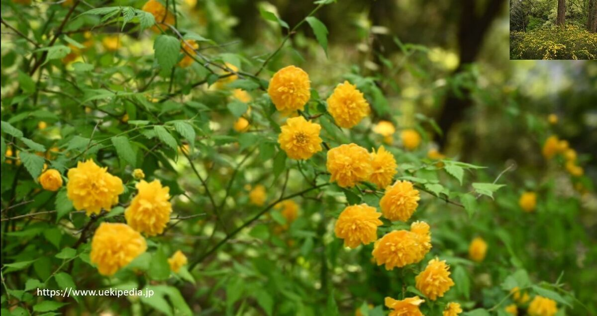 10 Kerria Japonica Cuttings for Rooting - Japanese Rose, Miracle Marigold, 7" Fresh Unrooted Shrubs, Easy to Propagate
