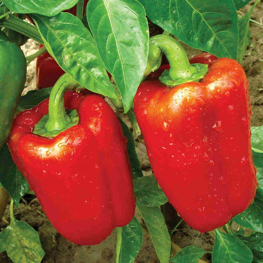 California Wonder Sweet Bell Pepper Seeds – Heirloom, High Yield, Crisp & Sweet, for Garden & Container, Capsicum annuum