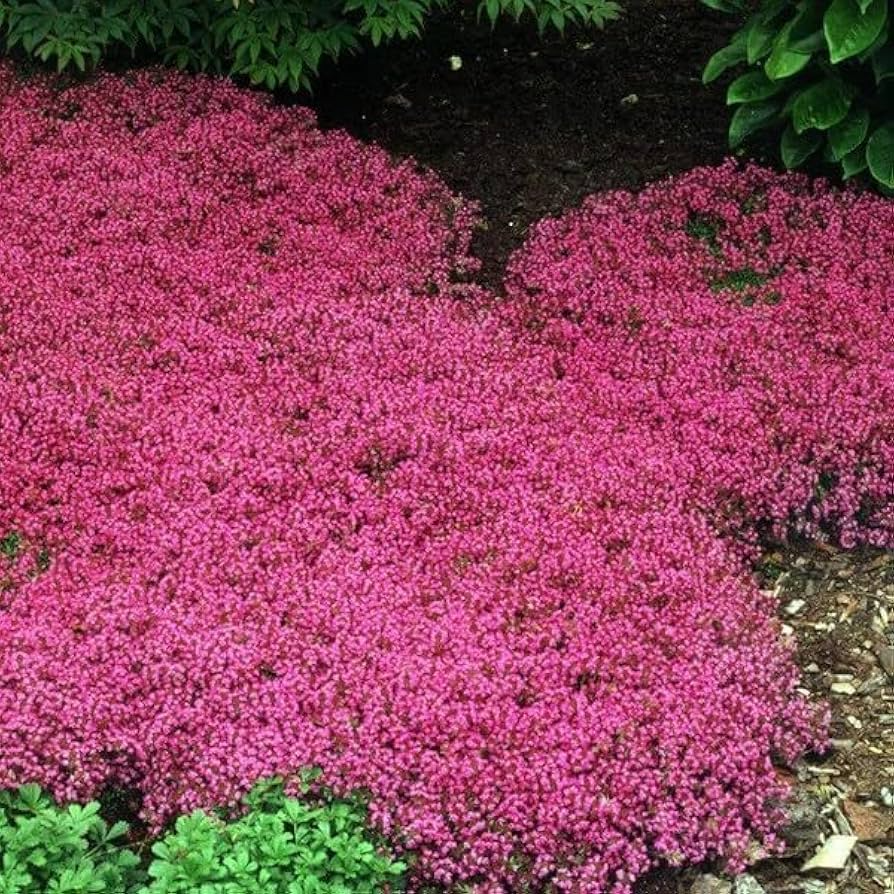 Creeping Thyme Seeds Mixed Red & Purple Ground Cover Perennial Non-GMO Drought-Tolerant for Lawns & Gardens