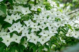 Kousa Dogwood Tree Seeds (Cornus kousa) – Milky Way, White Flowers, Red Berries, Hardy Landscape Plant