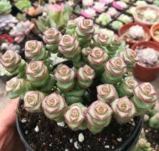 Crassula cv. Jade Necklace Rare Live Succulent Plant in 2-Inch Pot, Easy Care, Tightly Stacked Green Leaves with Red Edges