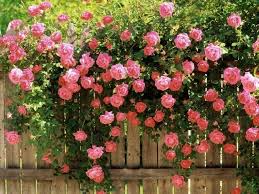 Pink Climbing Rose Seeds 20pcs, Vibrant Pink Blooms, Fast Growing, Climbing Vine for Fences & Trellises, Rosa spp.
