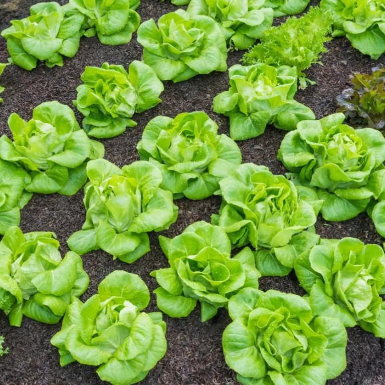 700 Seeds Tom Thumb Butterhead Lettuce, Lactuca sativa, Heirloom Mini Butterhead for Planting & Fresh Harvests