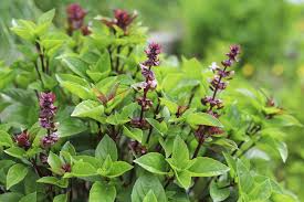 Thai Basil Seeds β Heirloom, Non-GMO, Aromatic, Sweet & Spicy β Ocimum basilicum var. thyrsiflora