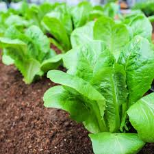 Little Gem Lettuce Mini Romaine Salad Greens, Sweet & Crisp, Container-Friendly, Lactuca sativa