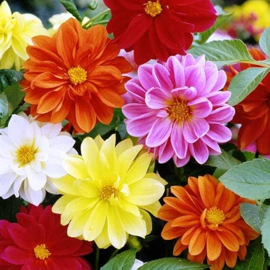Cracker Jack Mix Marigold Seeds | Large Double Blooms | Non-GMO | Tagetes erecta | Zones 1-10