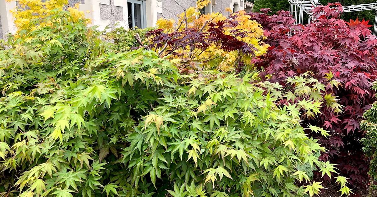 10 Seeds Acer Elegantulum Dwarf Maple for Bonsai, Landscaping, Gardens - Rare Japanese Maple Tree Seeds