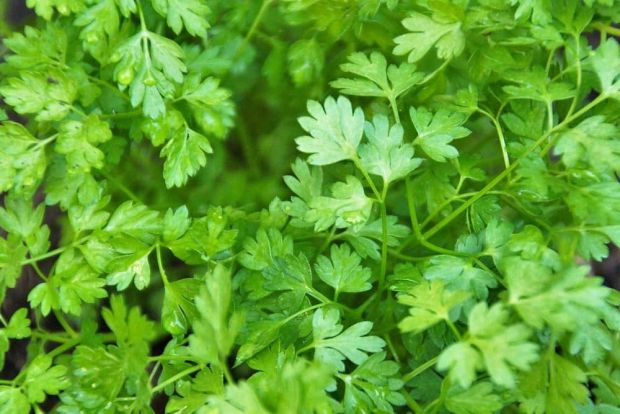 Chervil Seeds - Heirloom Non-GMO French Culinary Herb with Mild Anise Flavor, Feathery Leaves, Fast Growing, USDA Zones 3-9