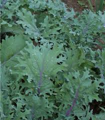 Red Russian Kale Seeds β Heirloom, Tender, Cold-Hardy, Fast-Growing β Brassica napus, Leafy Green, Nutritious Greens