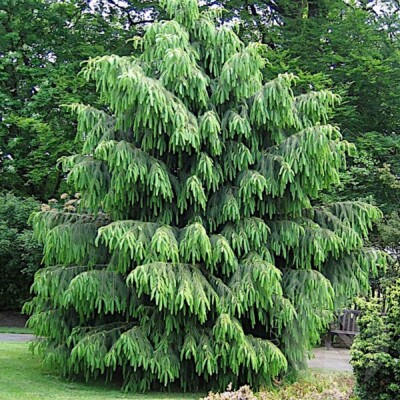 Himalayan Spruce Tree Seeds | Weeping Evergreen Conifer | Picea smithiana | Bonsai & Landscaping Seeds