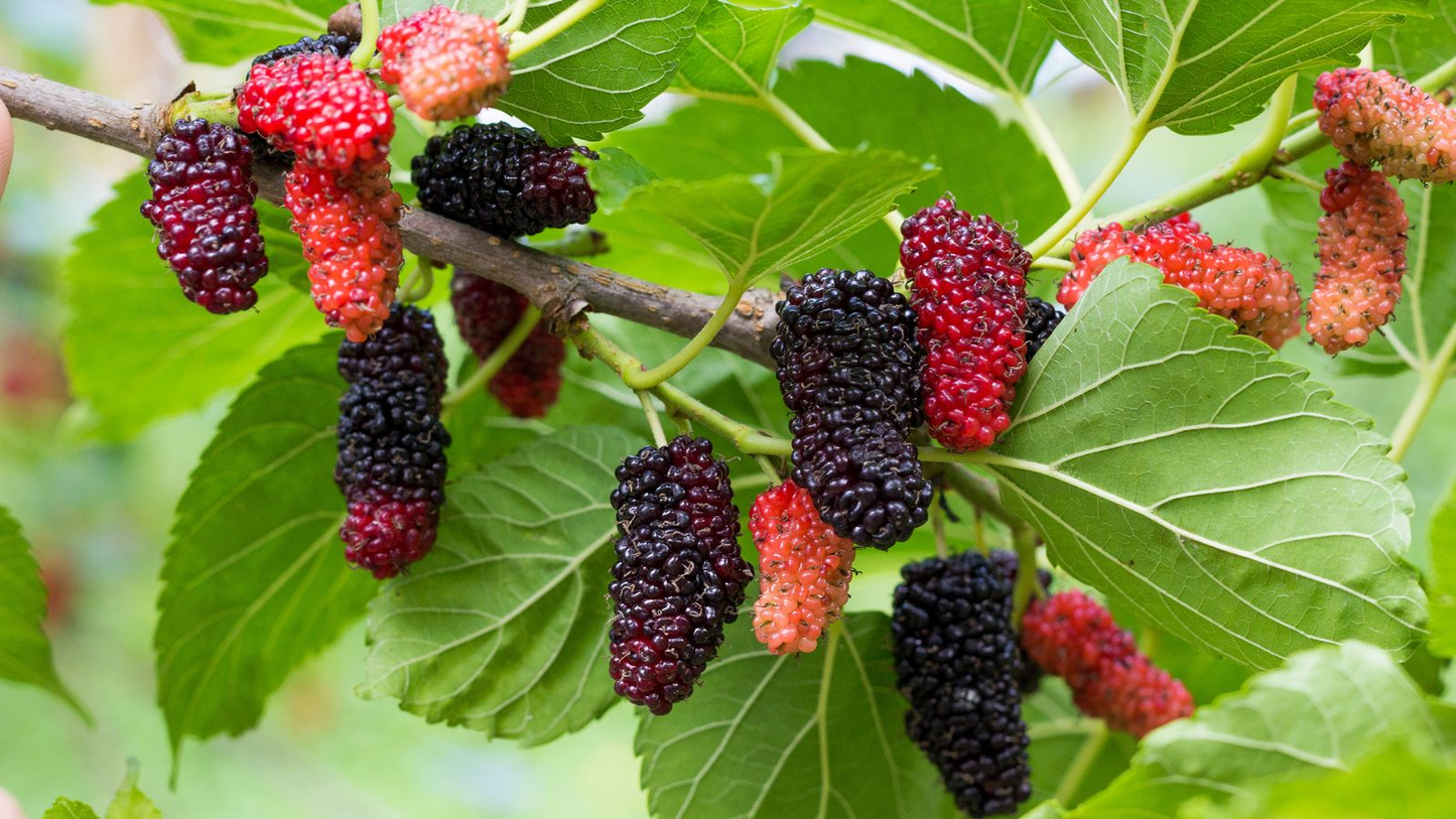 50 Black Mulberry Tree Seeds Morus nigra Edible Fruit Hardy Fast Growing Garden Starter