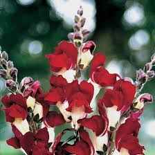 Antirrhinum majus Night and Day Snapdragon Seeds β 1000+ Bi-Color Red and White Flowers for Garden & Cut Flowers