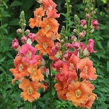 Chantilly Deep Orange Snapdragon Seeds | 1000+ Antirrhinum majus Tall Vibrant Blooms for Garden & Cut Flowers