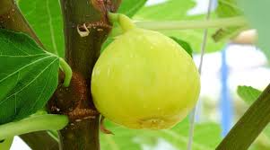 White Marseilles Fig Seeds β Ficus carica Heirloom Fruit Seeds for Garden & Container Growing