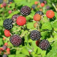 Black Raspberry Plant Bare Root Starter | Mysore Rubus Niveus | Edible Fruit, Pollinator-Friendly, Fast-Growing