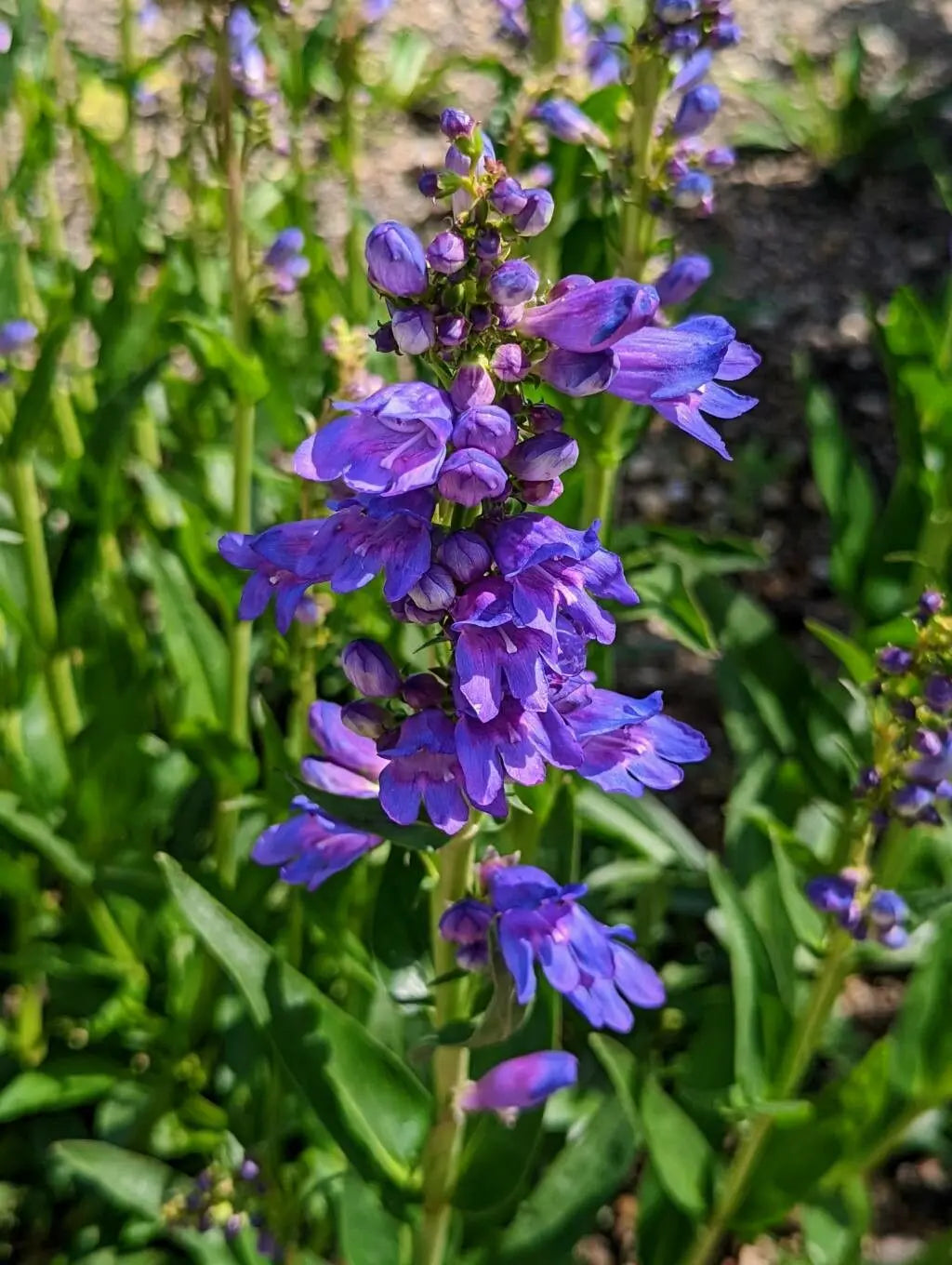 Bluestem Penstemon Seeds - Penstemon cyanocaulis - Native Wildflower with Blue Tubular Blooms, Drought-Tolerant, Pollinator Friendly, 100mg